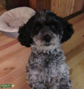 Shihpoo looking for mate Listing Image