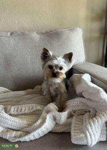 Teacup Yorkshire Terrier 3lbs  Listing Image