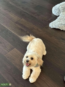 Maltipoo Listing Image