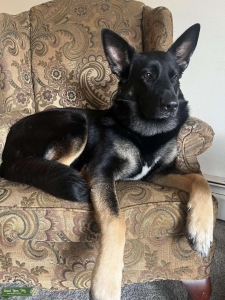 1 year old bi color female Listing Image
