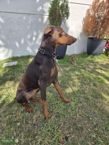 Ruby doberman looking for a stud Listing Image