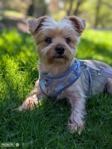 Austin area Yorkie   Listing Image