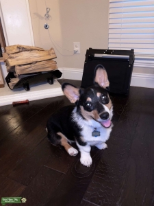 Tri Color Corgi Stud Listing Image