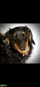 Mini Dachshund long hair Stud Listing Image