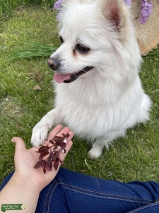 White Pomino, American Eskimo and Pomeranian  Listing Image