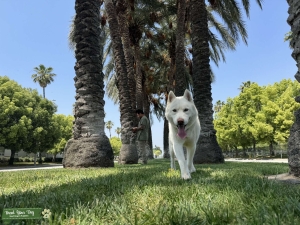 All white Siberian husky’ stud Listing Image