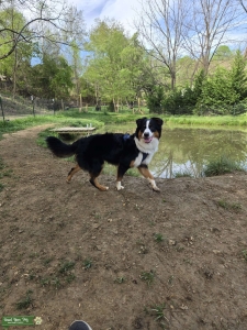 Pedigreed Australian Shepherd  Listing Image