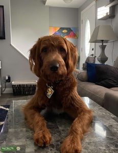 Stud Scooby Doo Listing Image