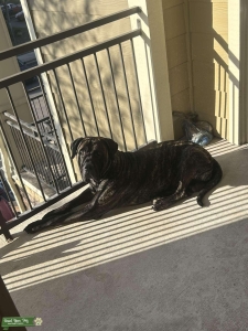 Brindle Presa Canario Male Listing Image
