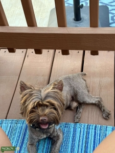 Chocolate Yorkie Stud Listing Image
