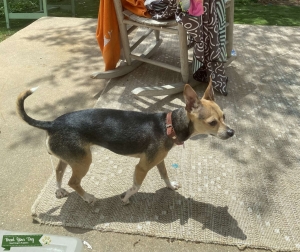 Sweet deer Chihuahua looking to Mate Listing Image
