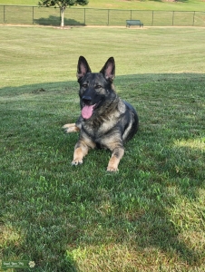 Looking for GSD stud Listing Image