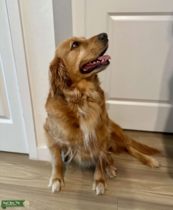 Looking for love at first bark! Listing Image