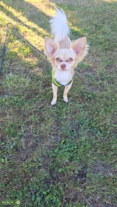 Rare: pink nose, chihuahua stud looking for female chihuahua Listing Image