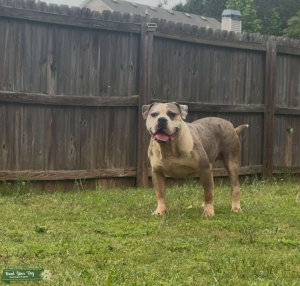 American bully stud Listing Image
