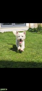White west highland  Listing Image