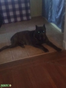 Stud Cane Corso Listing Image
