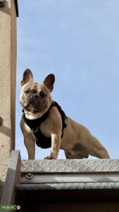 Frenchie boy is looking for girlfriend  Listing Image