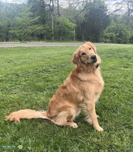 Gus Available for Stud Listing Image