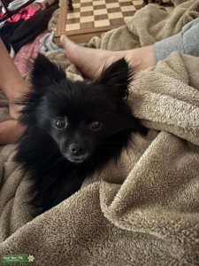 Silky Black Bitch Listing Image