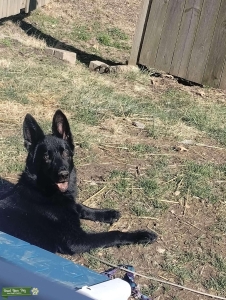 All black akc german shepherd female Listing Image