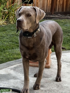 Silver Lab Stud Listing Image