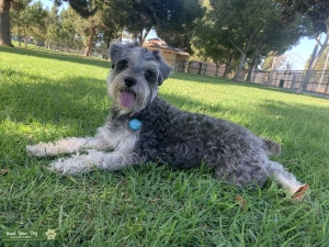 Female to Breed Listing Image