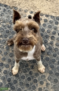 Stud dog  Listing Image