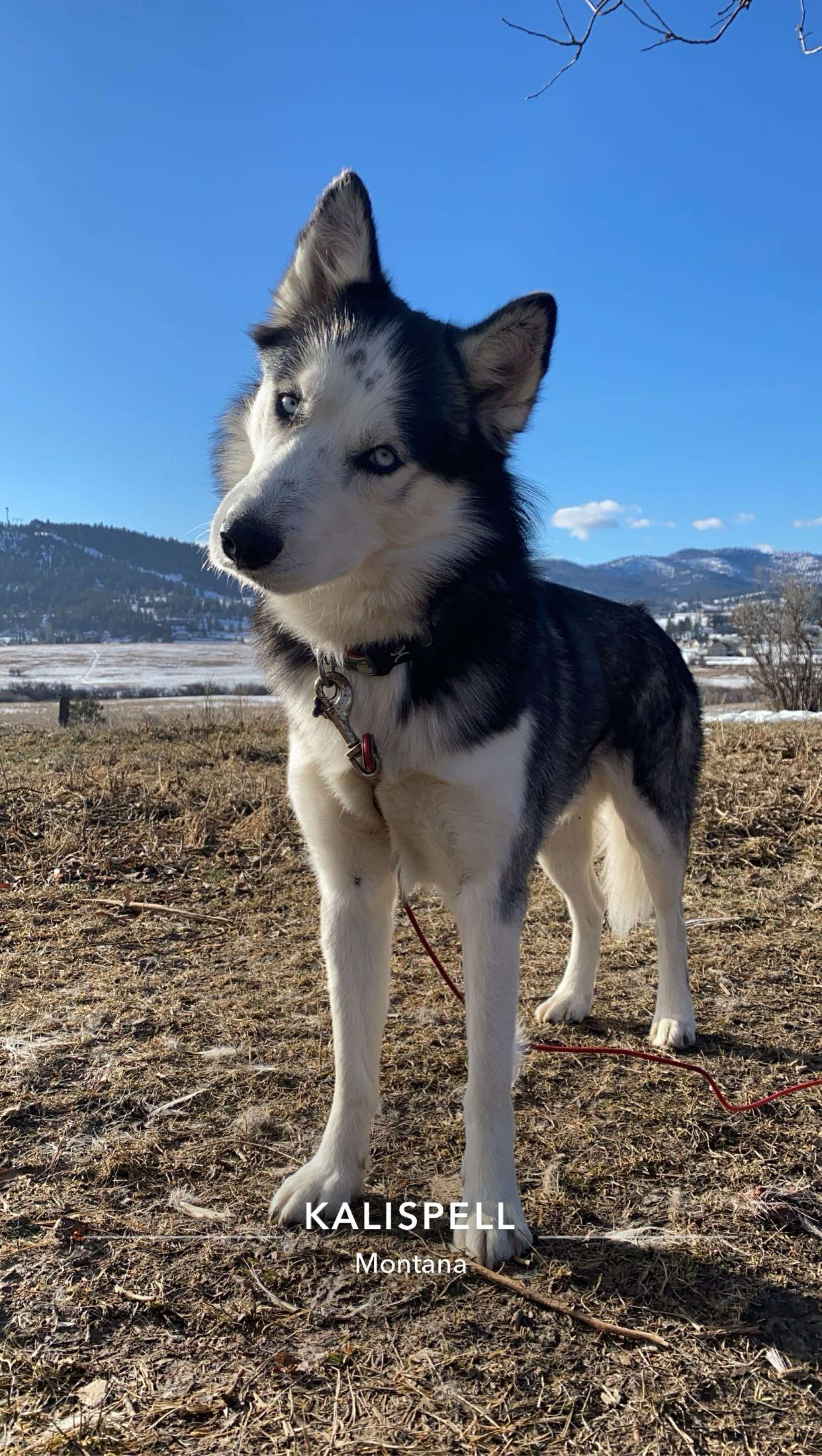 Buy siberian husky stud Store Black Friday