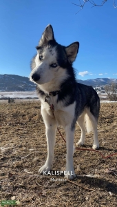 Siberian Husky Stud Listing Image