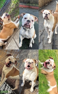 Stud Wanted  Listing Image