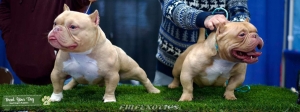 MICRO BULLY Listing Image