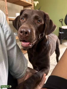 Chocolate lab Female Listing Image