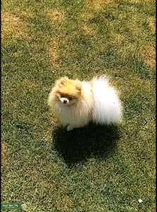 KC STUD CHIAO LI YA,Russian & Taiwanese bloodlines  Listing Image