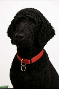 Purebred Standard Poodle Stud. AKC With Pedigree and DNA Testing Listing Image