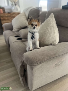 Pomeranian stud Listing Image
