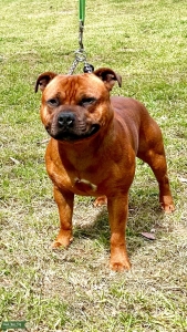 Red Staffordshire Bull Terrier  Listing Image