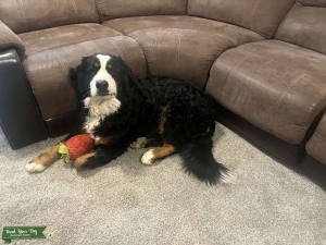 Female Bernese Mountain Dog  Listing Image