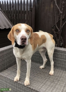 Large Stud Beagle  Listing Image