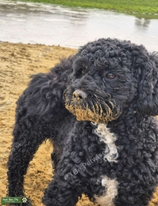 Shih Tzu X Bichon  Listing Image