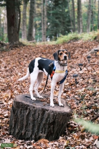 Playful, loving beagle looking for a beau! Listing Image