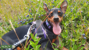 Miniature Pinscher Looking For Stud Listing Image