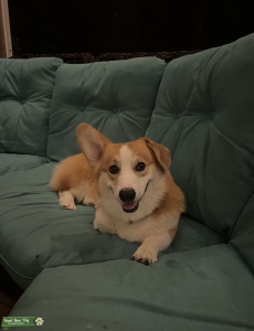 AKC registered handsome blonde Listing Image