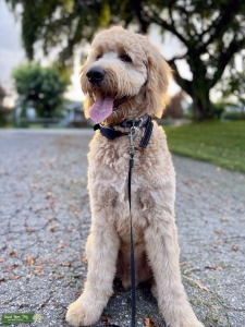 Proven F1B Goldendoodle Stud – Hypoallergenic, Social, Non-Shedding – NC Area Listing Image