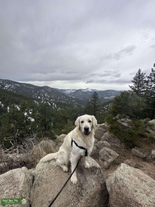 Male English Cream Golden Retriever Listing Image