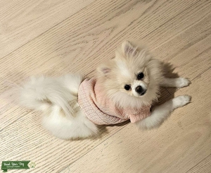 Gorgeous white and cream female pom Listing Image