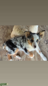 Mini Blue Merle Female Listing Image