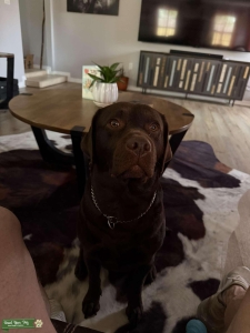 English Chocolate Labrador  Listing Image