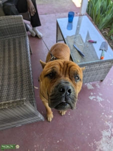 Purebred Cane Corso stud Listing Image