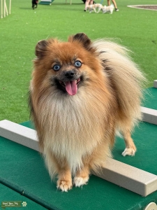 Red Merle Pomeranian Male Stud; PA Listing Image